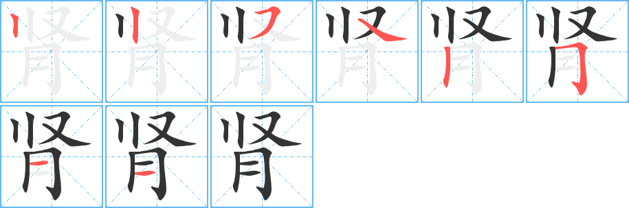 肾字笔画写法